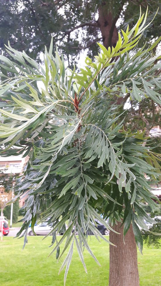 Grevillea robusta (Proteaceae)