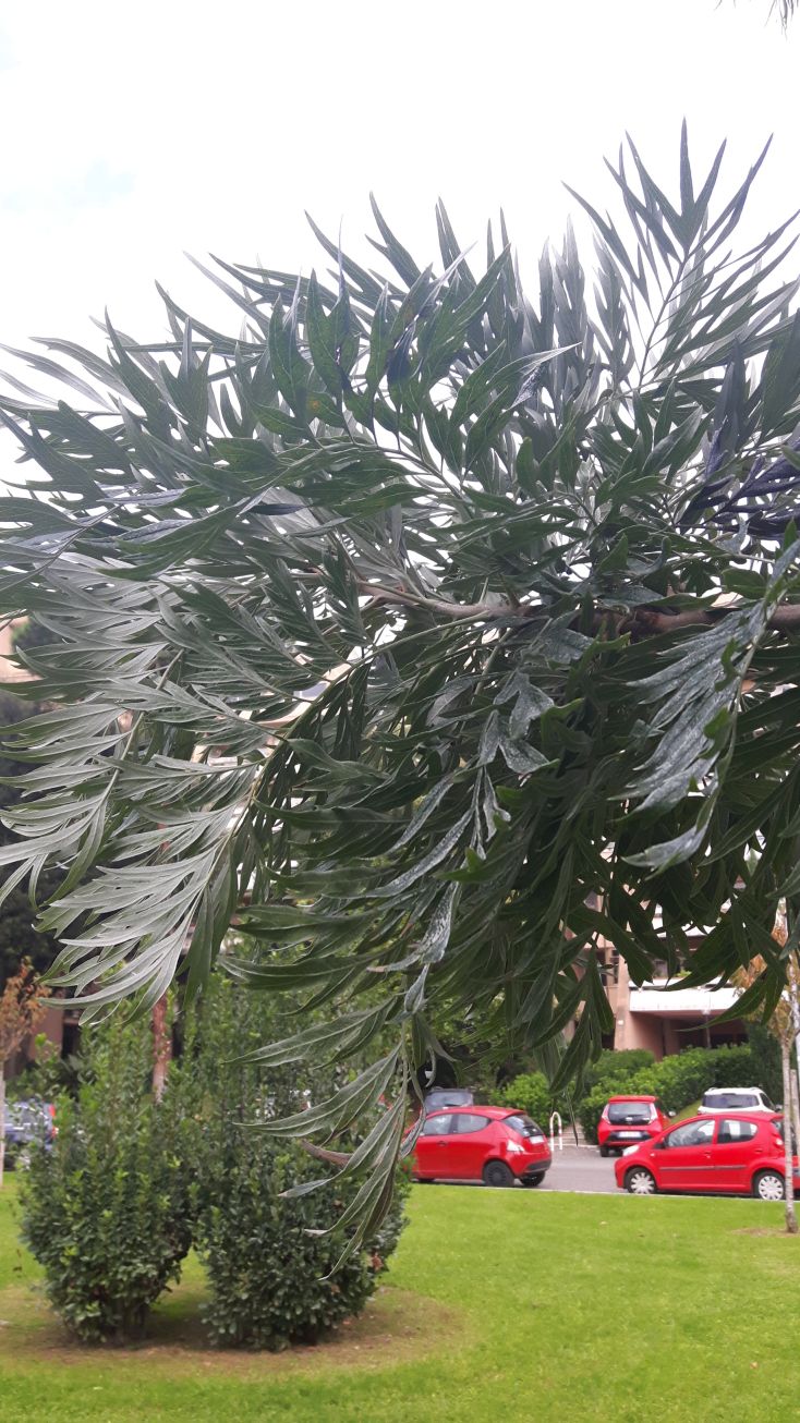 Grevillea robusta (Proteaceae)