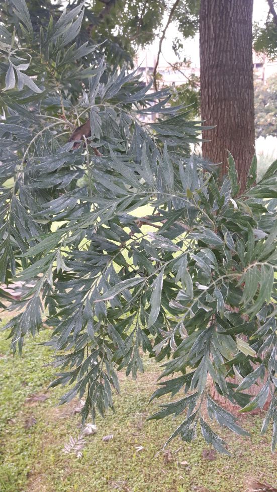 Grevillea robusta (Proteaceae)