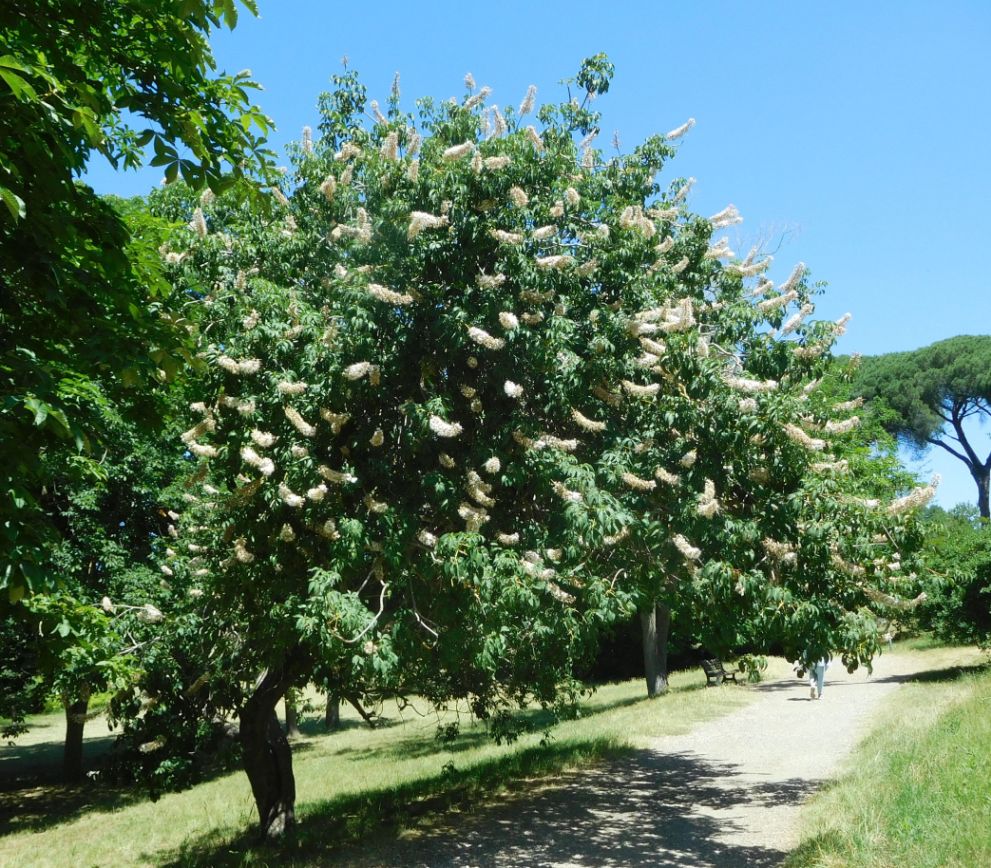 Aesculus californica (Sapindaceae)