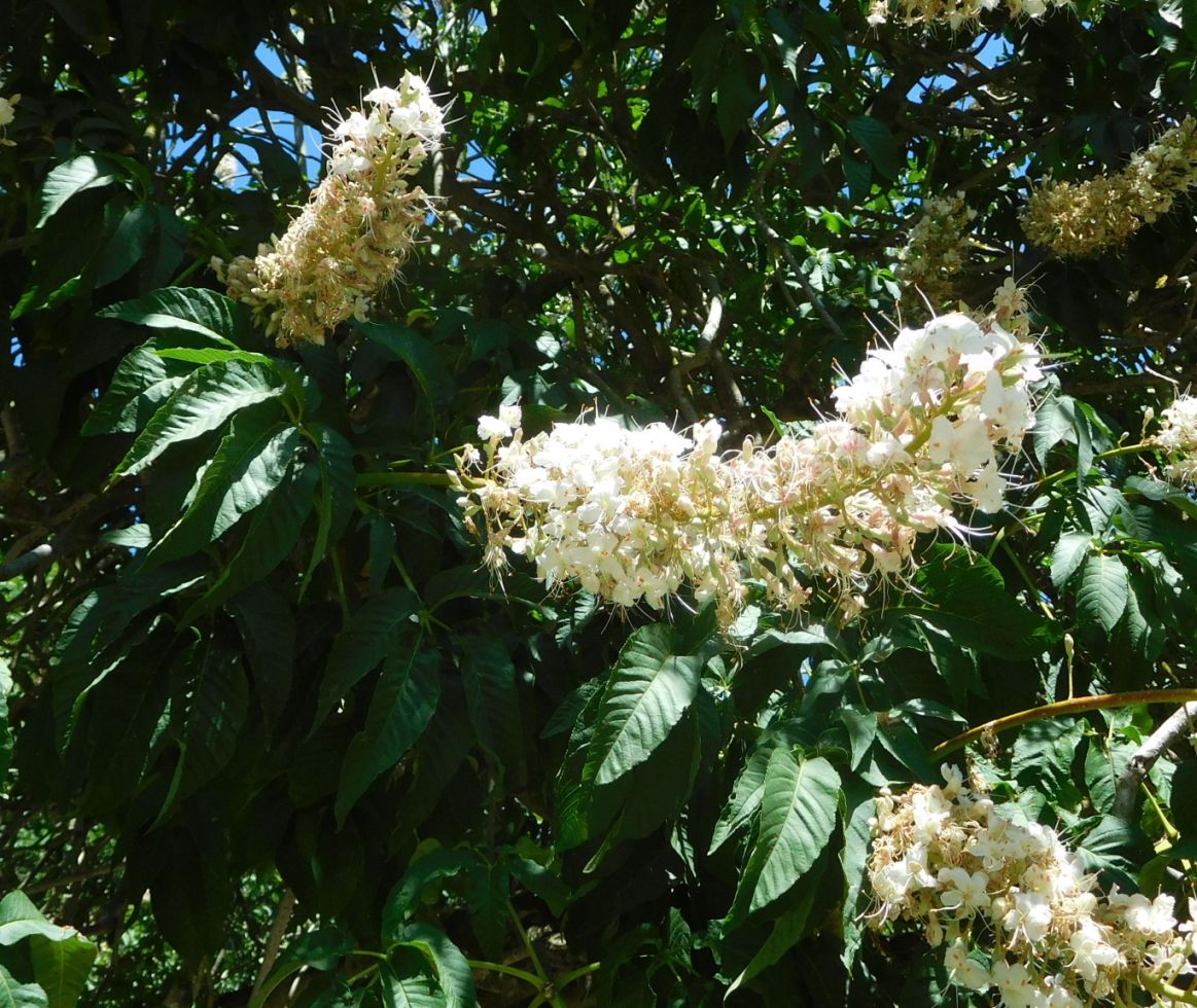 Aesculus californica (Sapindaceae)