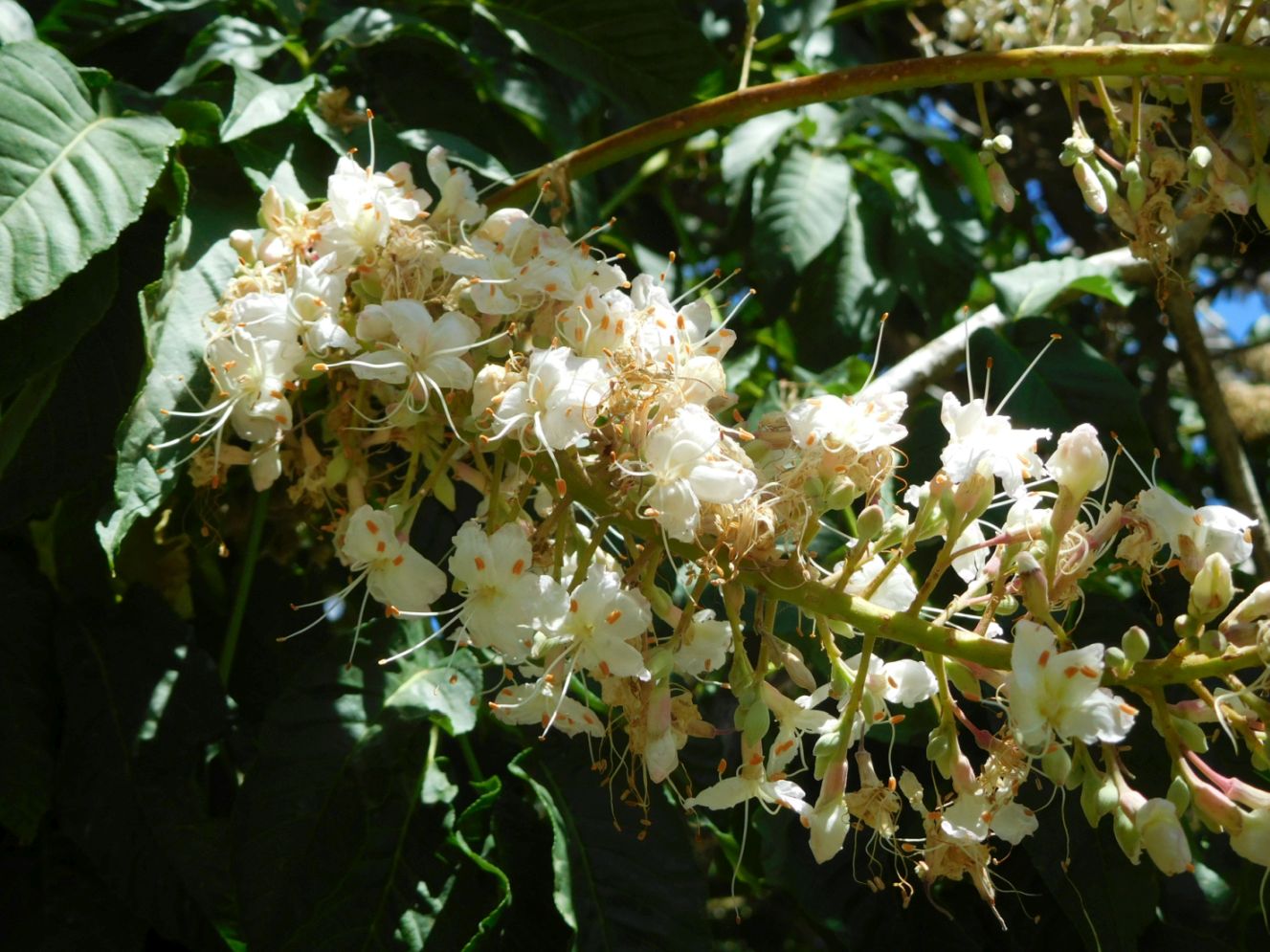 Aesculus californica (Sapindaceae)