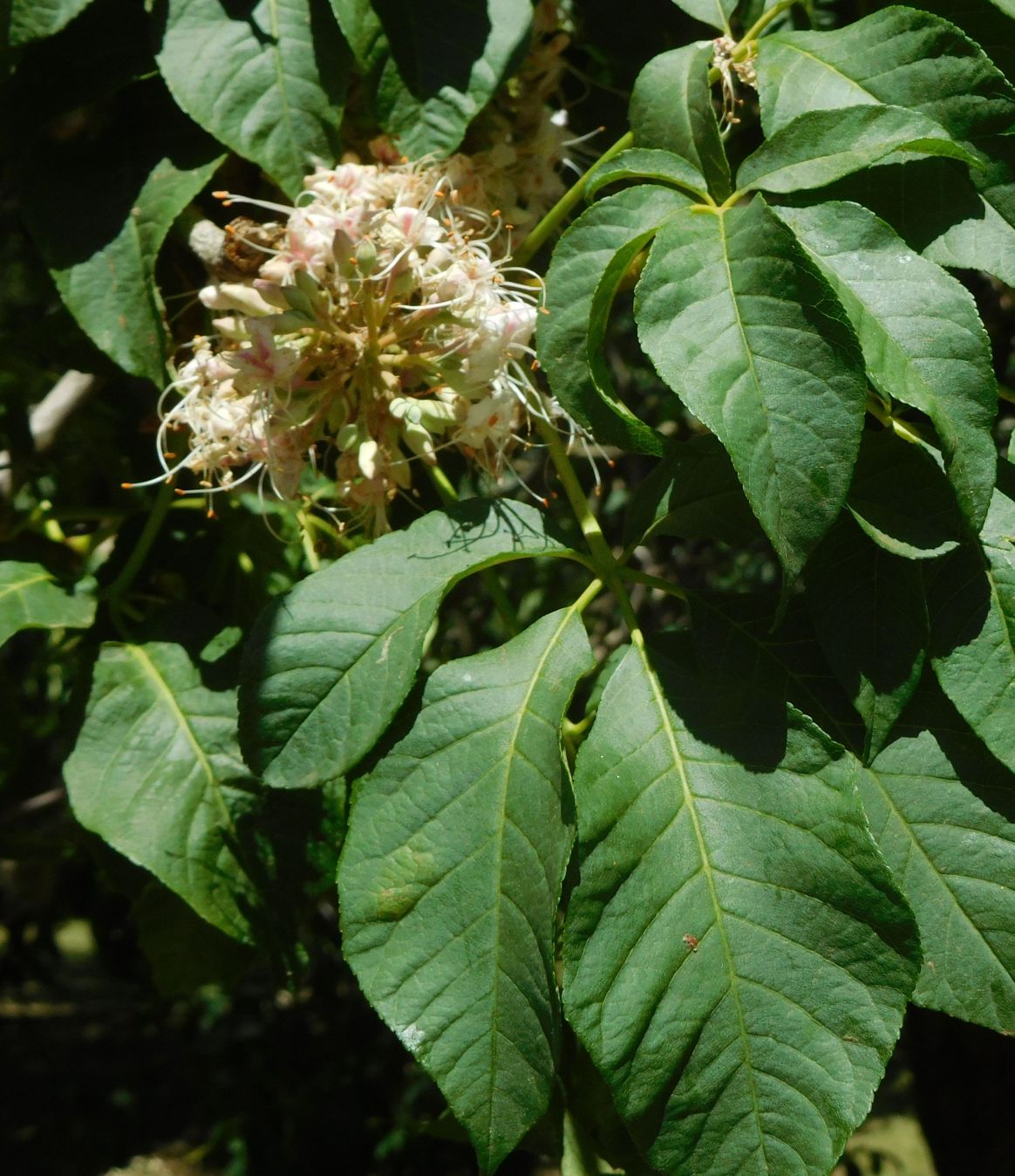Aesculus californica (Sapindaceae)