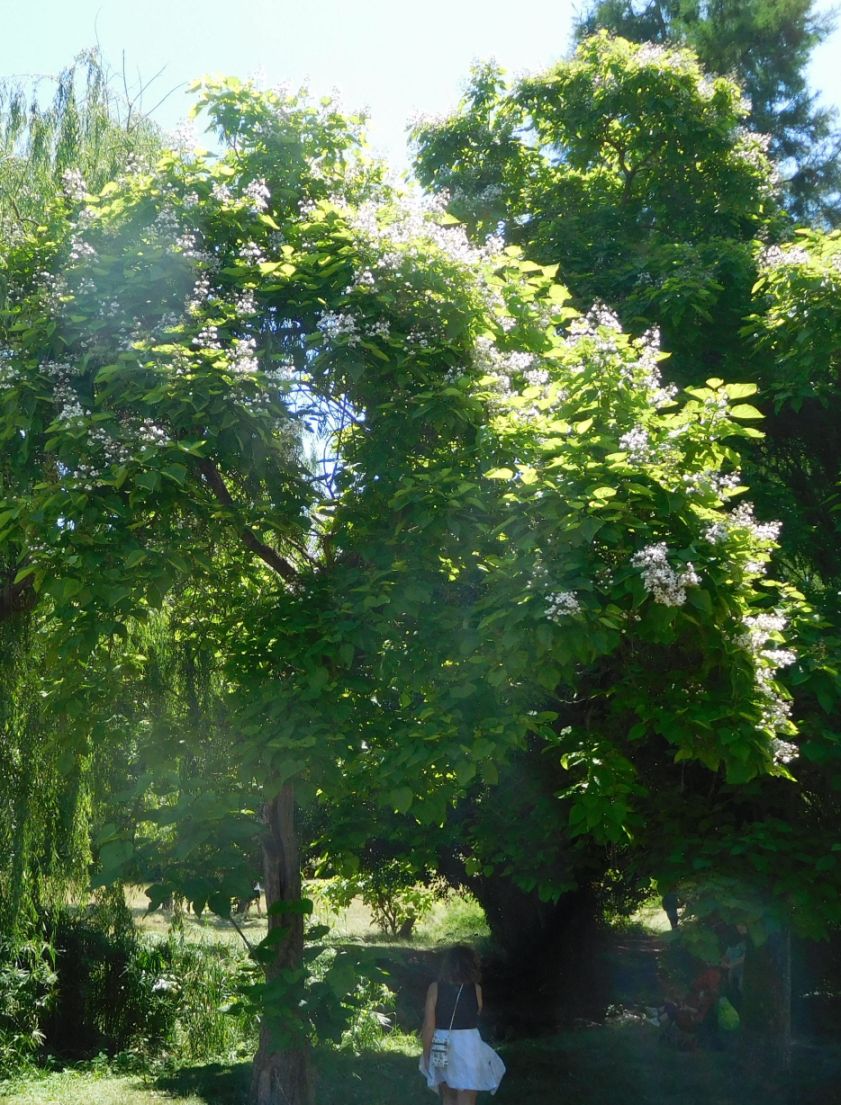 Catalpa bignonioides (Bignoniaceae)