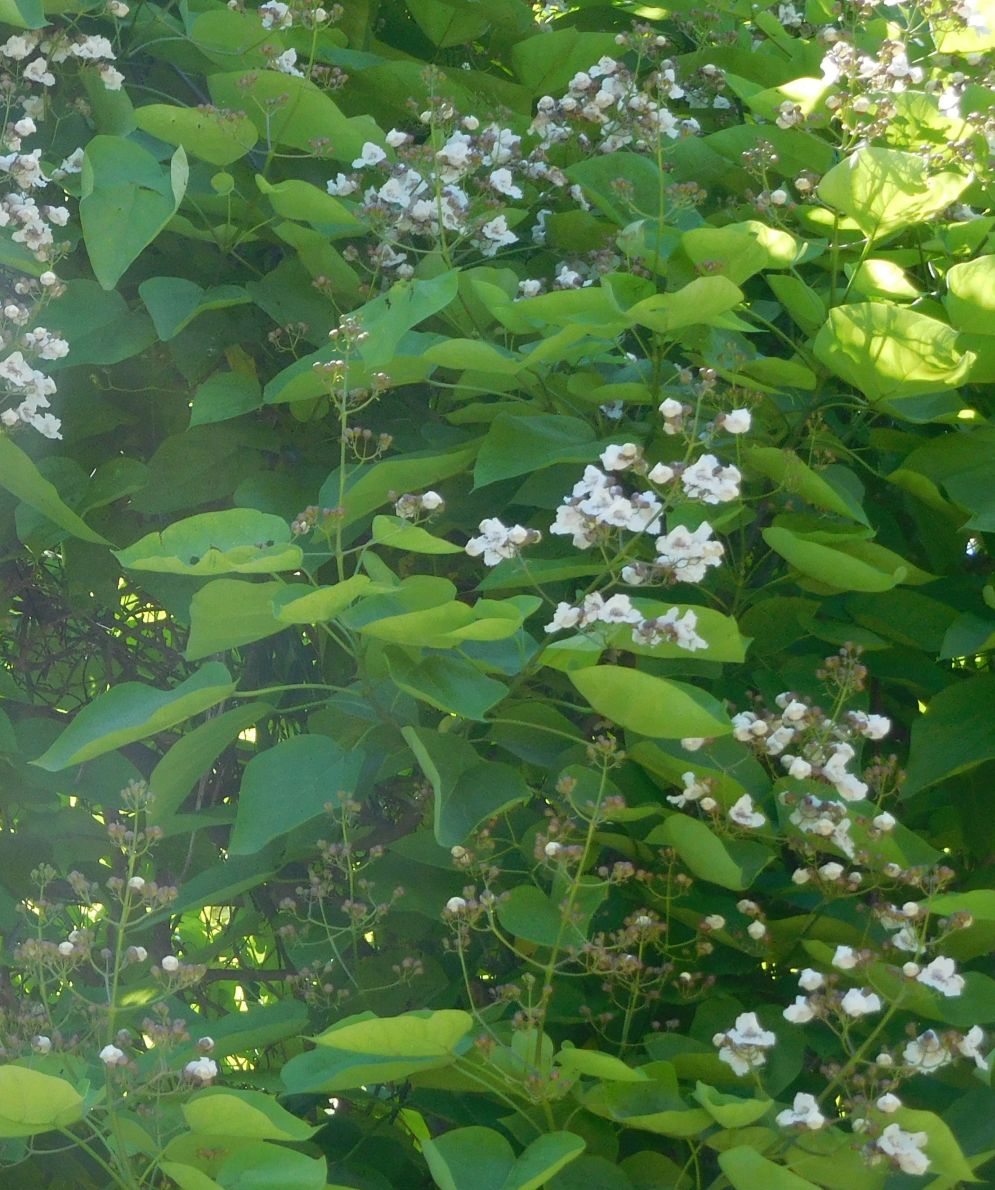 Catalpa bignonioides (Bignoniaceae)