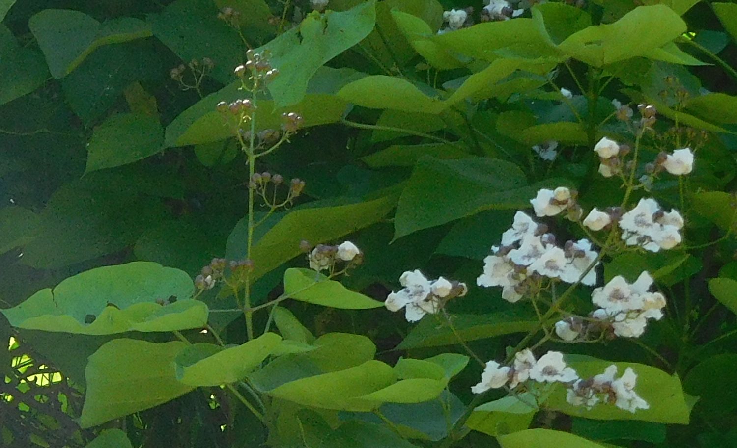 Catalpa bignonioides (Bignoniaceae)