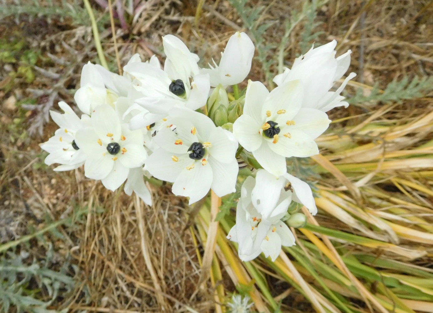Ornithogalum arabicum L. (Asparagaceae) - Malta