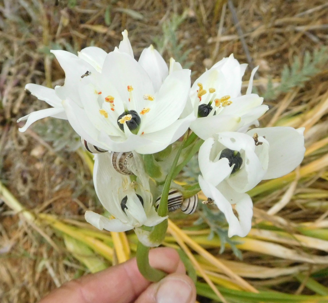 Ornithogalum arabicum L. (Asparagaceae) - Malta