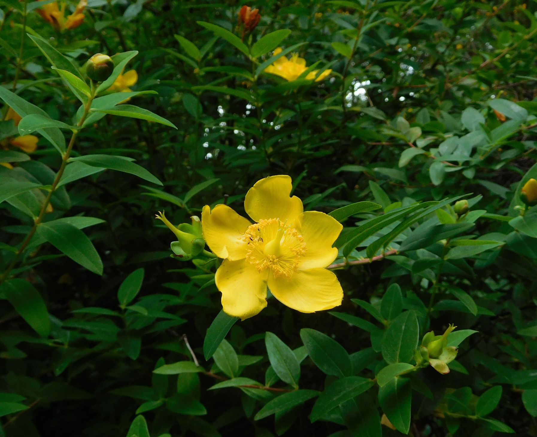 cultivar di Hypericum patulum