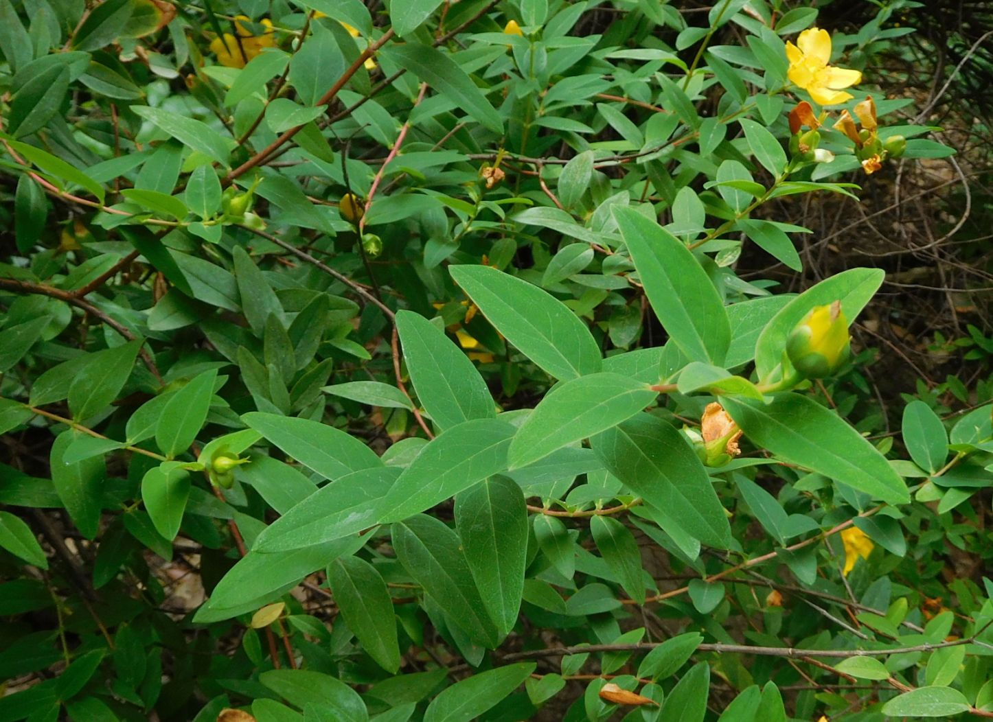 cultivar di Hypericum patulum