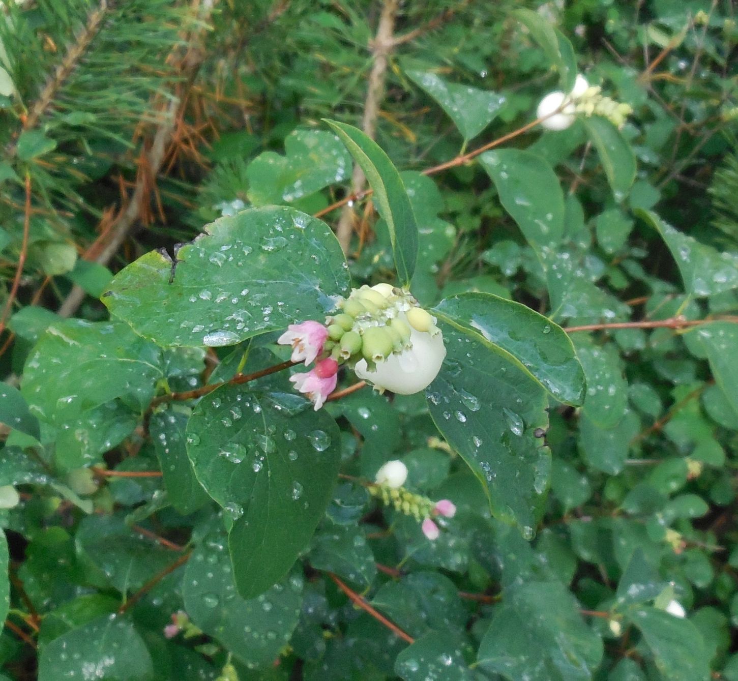 Symphoricarpos albus (Caprifoliaceae)