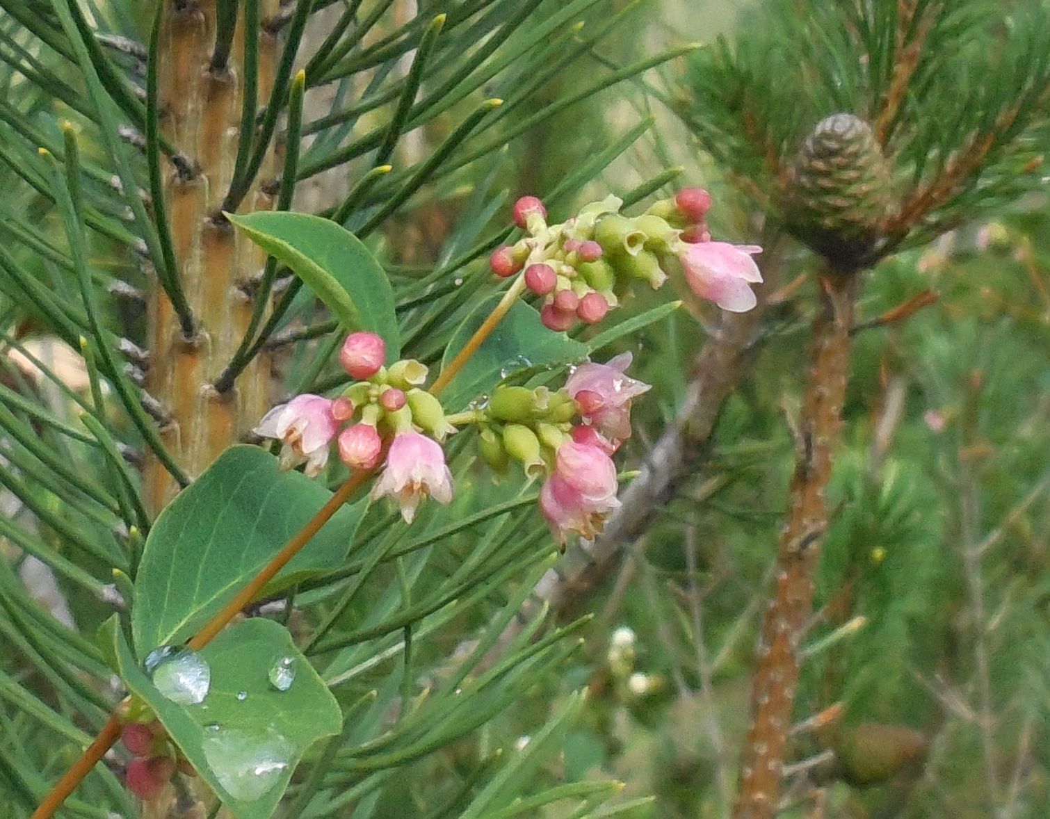 Symphoricarpos albus (Caprifoliaceae)