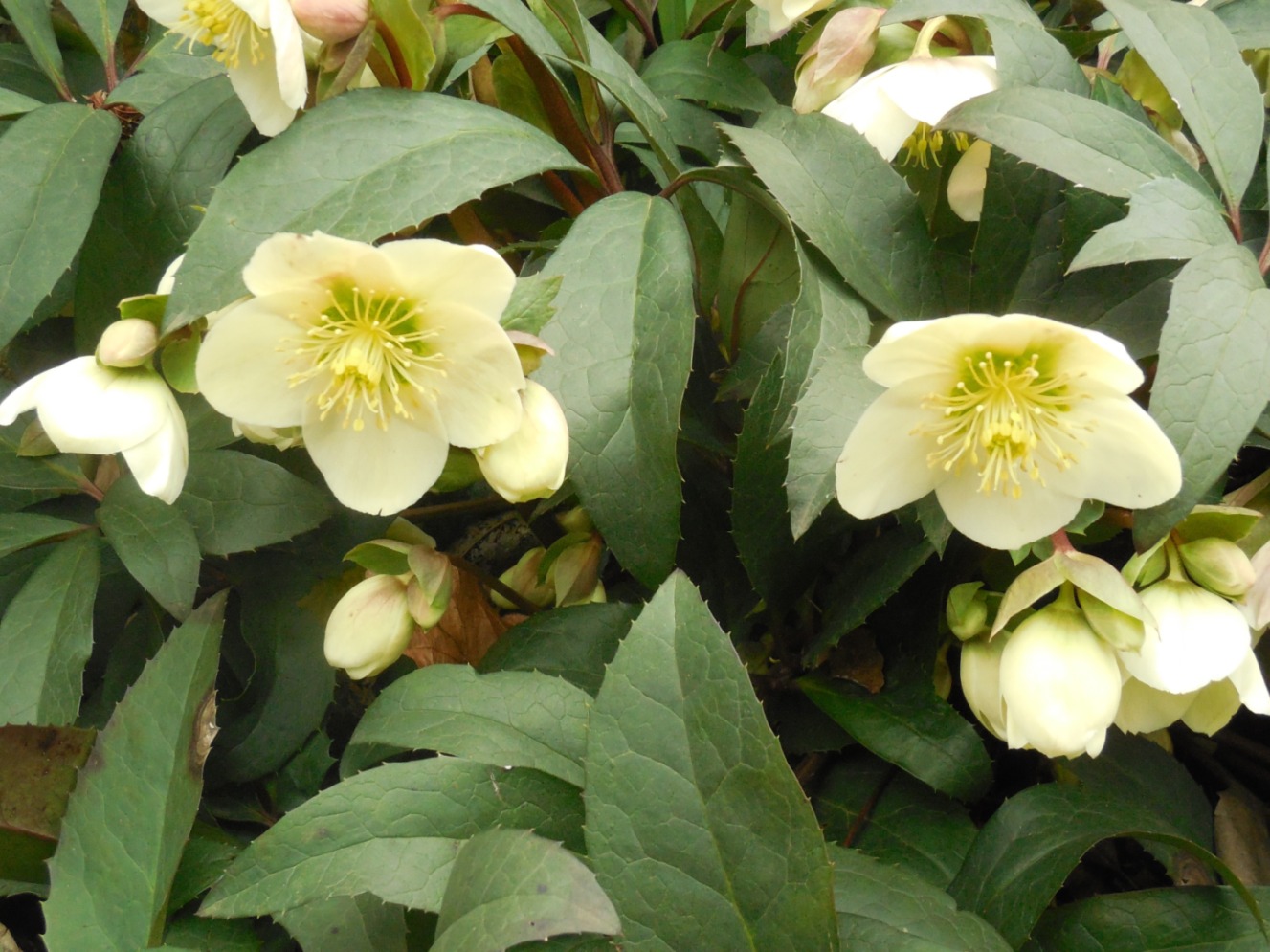 Helleborus niger (Ranunculaceae)