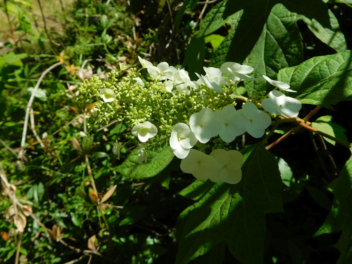 Hydrangea quercifolia (Hydrangeaceae)