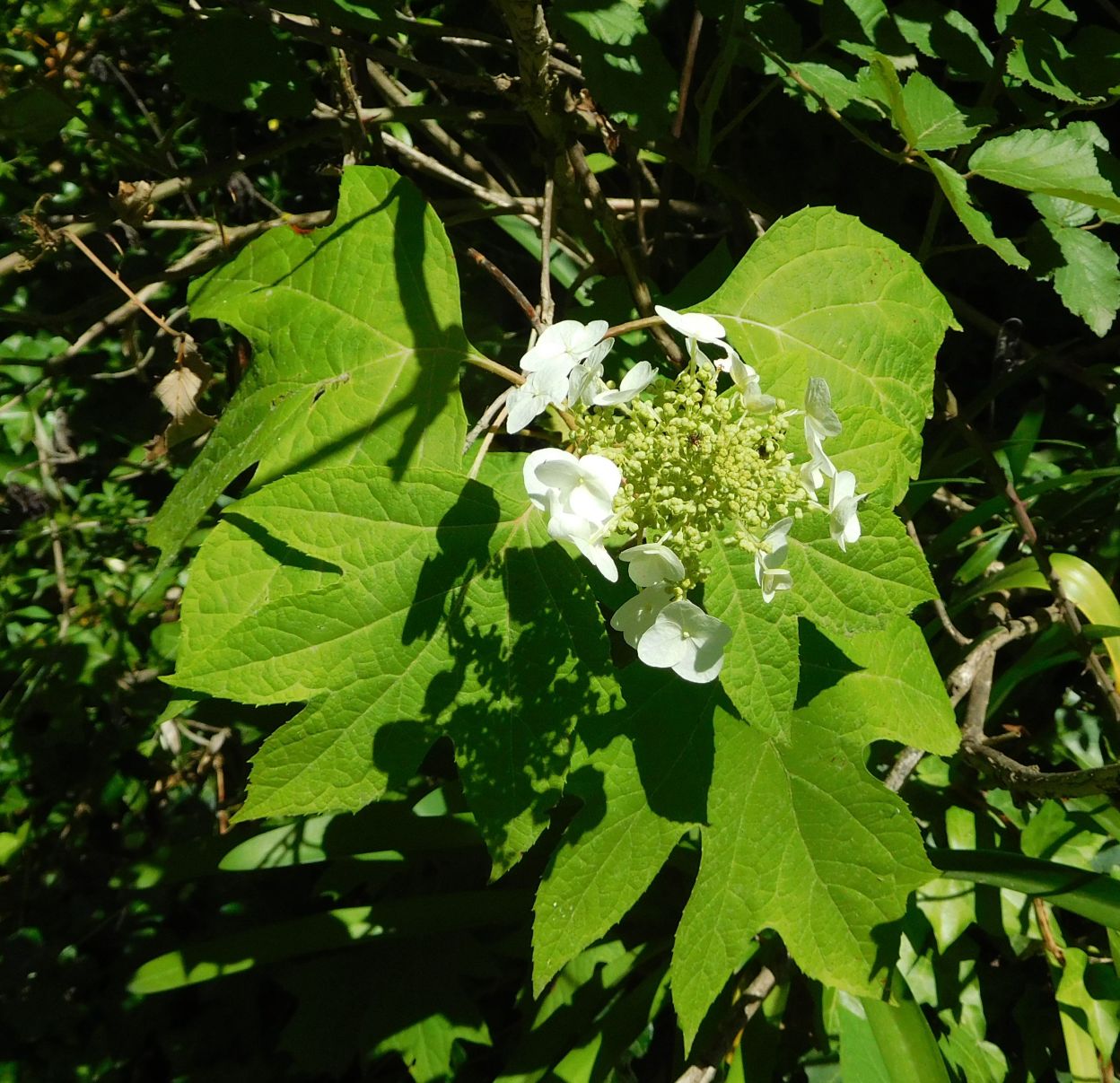 Hydrangea quercifolia (Hydrangeaceae)