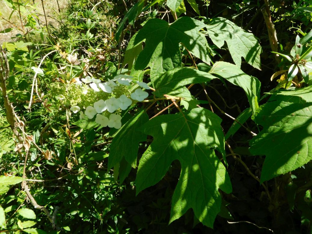 Hydrangea quercifolia (Hydrangeaceae)