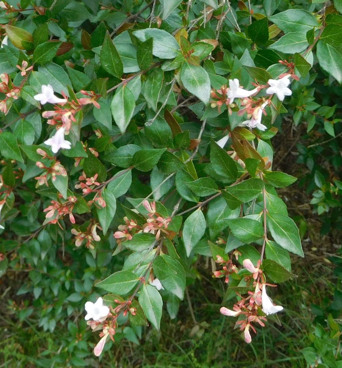 Abelia x grandiflora (Caprifoliaceae)