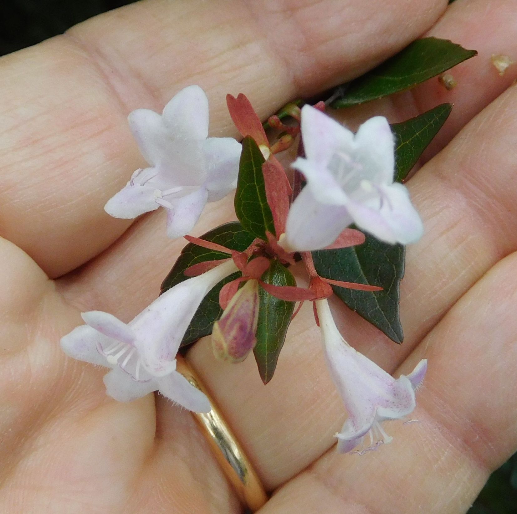 Abelia x grandiflora (Caprifoliaceae)