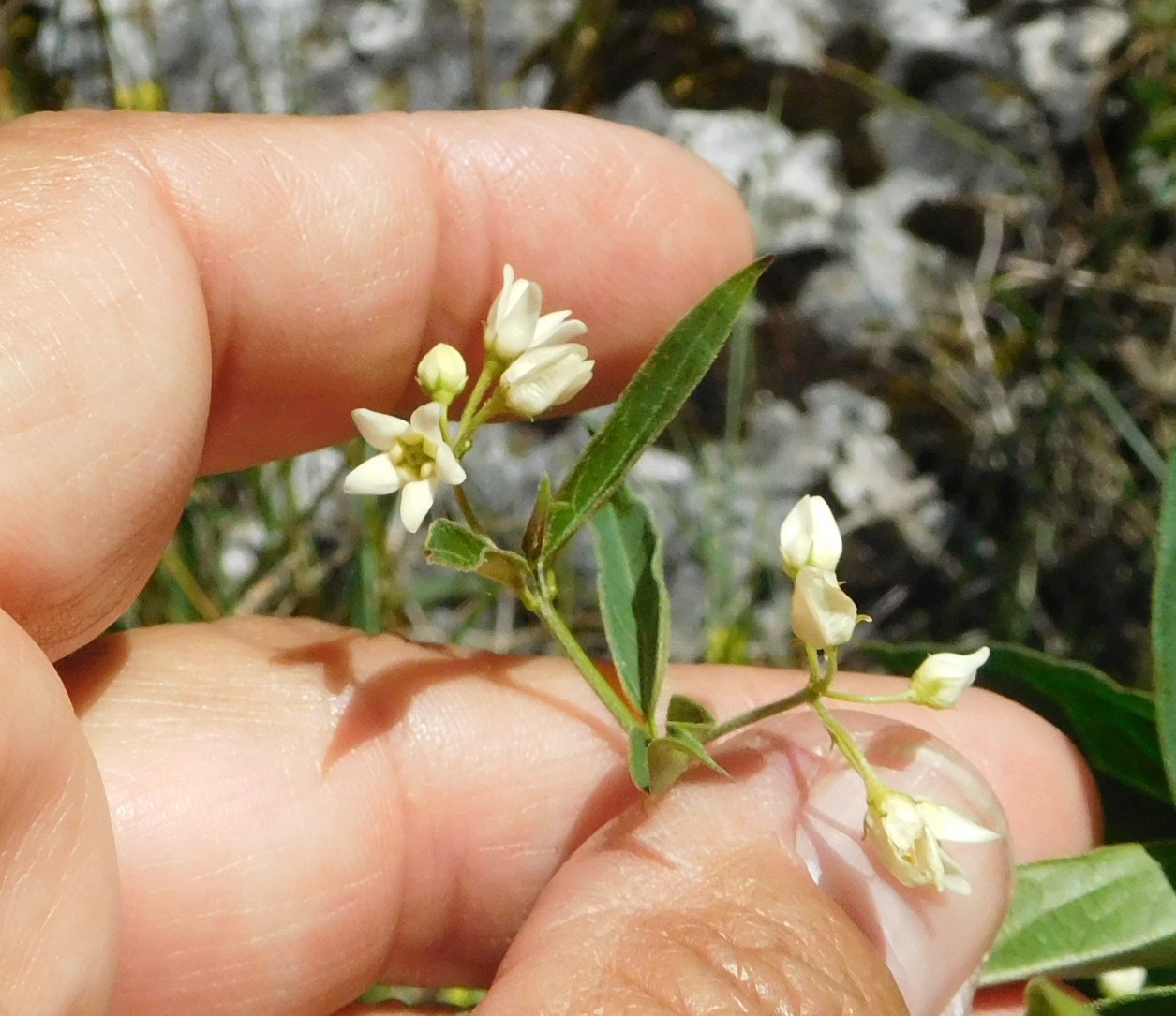 Vincetoxicum hirundinaria Medik. (Apocynaceae) - Polonia