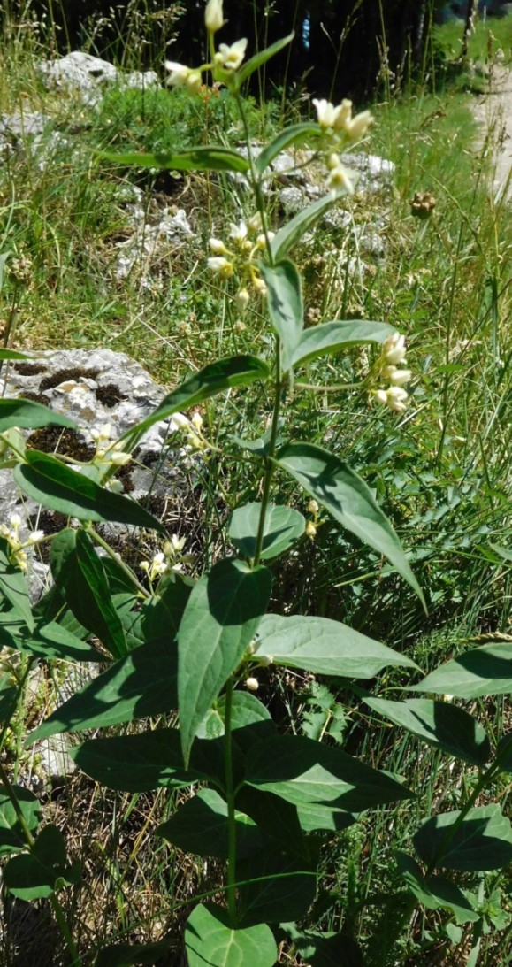 Vincetoxicum hirundinaria Medik. (Apocynaceae) - Polonia