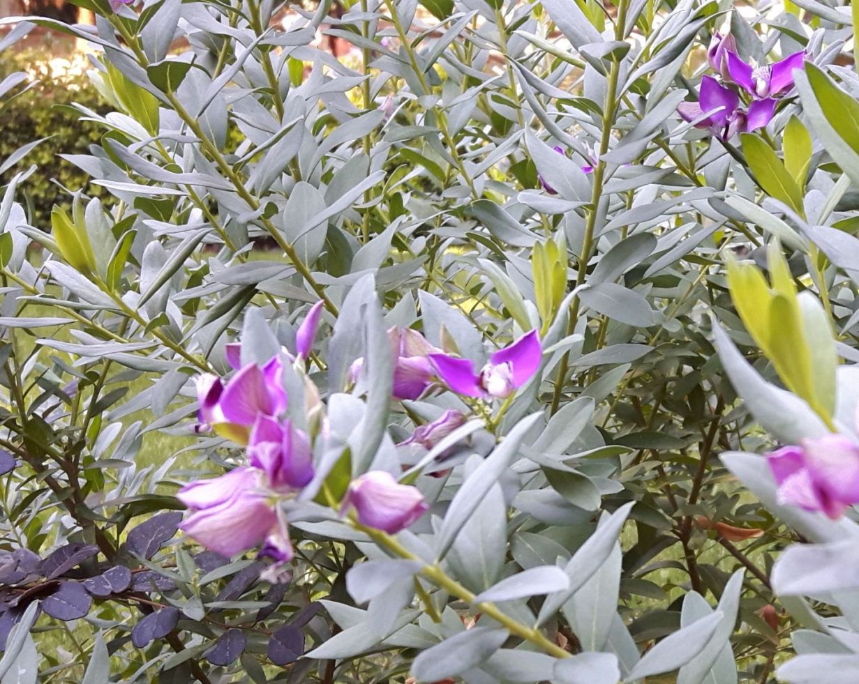 Polygala myrtifolia (Polygalaceae)