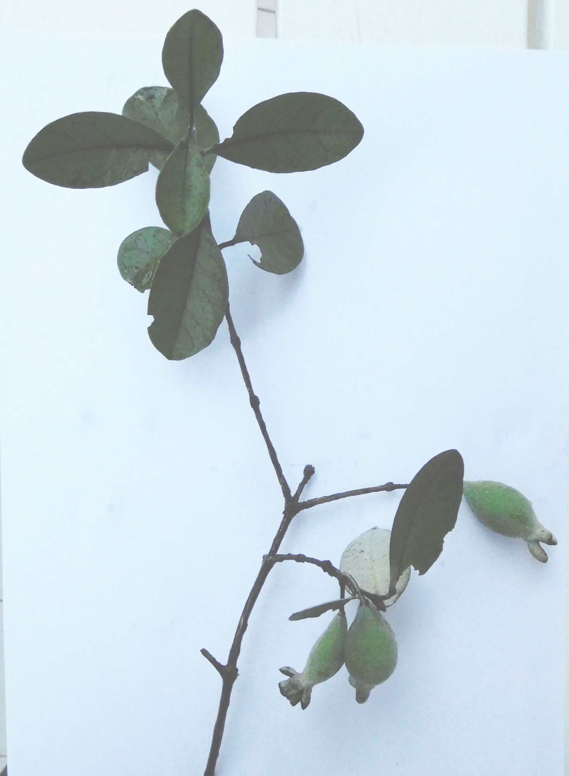 Acca (= Feijoa) sellowiana   (Myrtaceae)