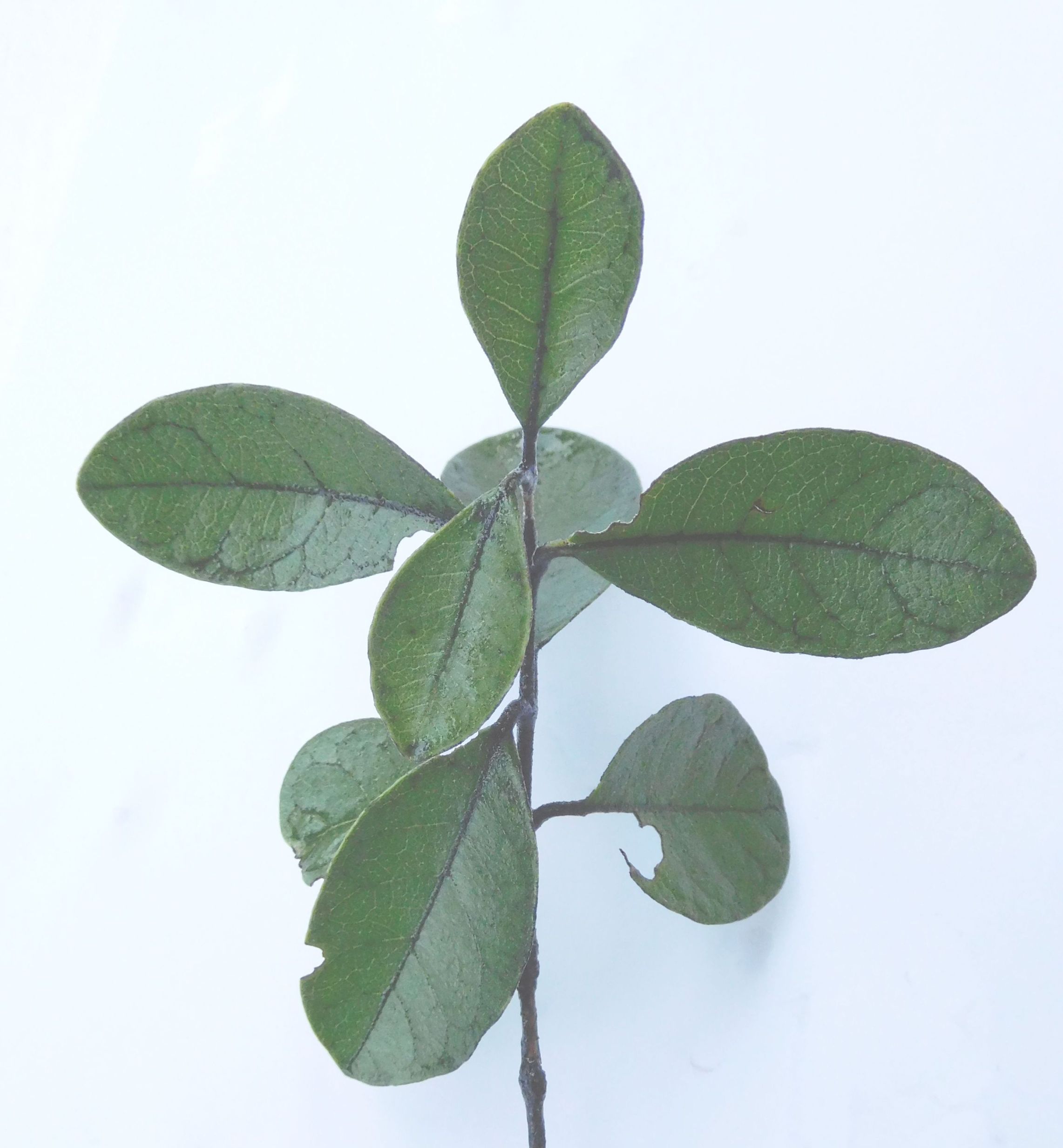 Acca (= Feijoa) sellowiana   (Myrtaceae)