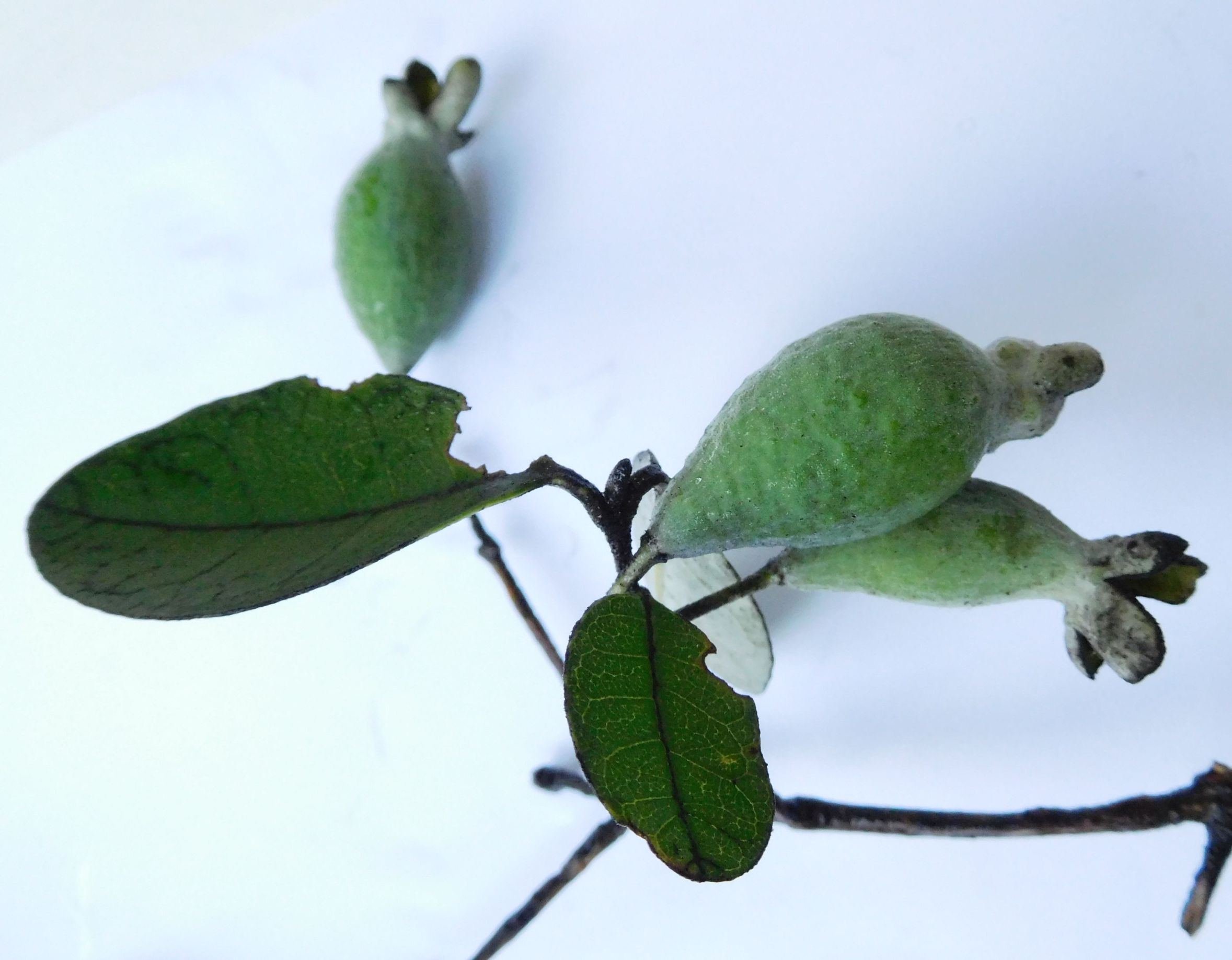 Acca (= Feijoa) sellowiana   (Myrtaceae)