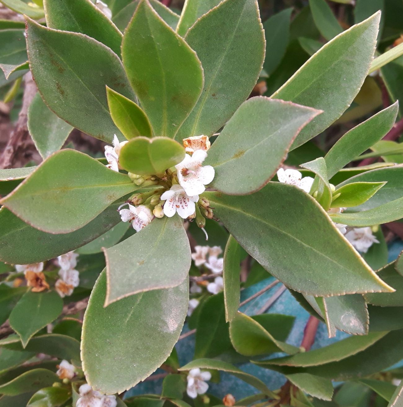 Myoporum laetum (Scrophulariaceae)