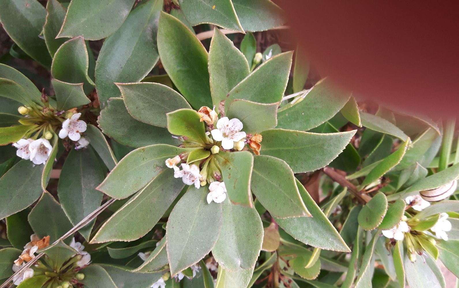 Myoporum laetum (Scrophulariaceae)