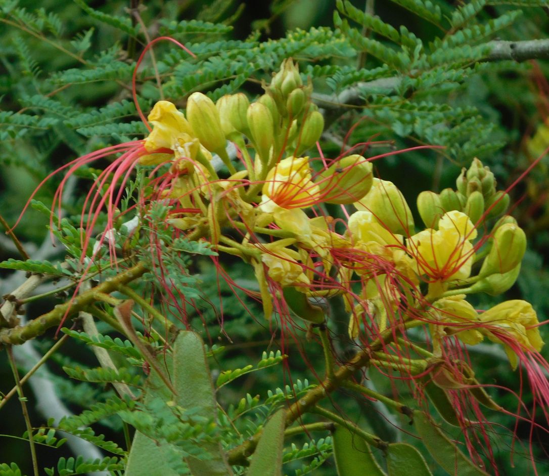 Caesalpinia gillesii (Fabaceae)