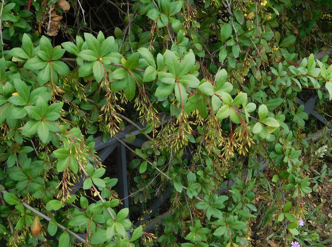 Berberis aristata (Berberidaceae)