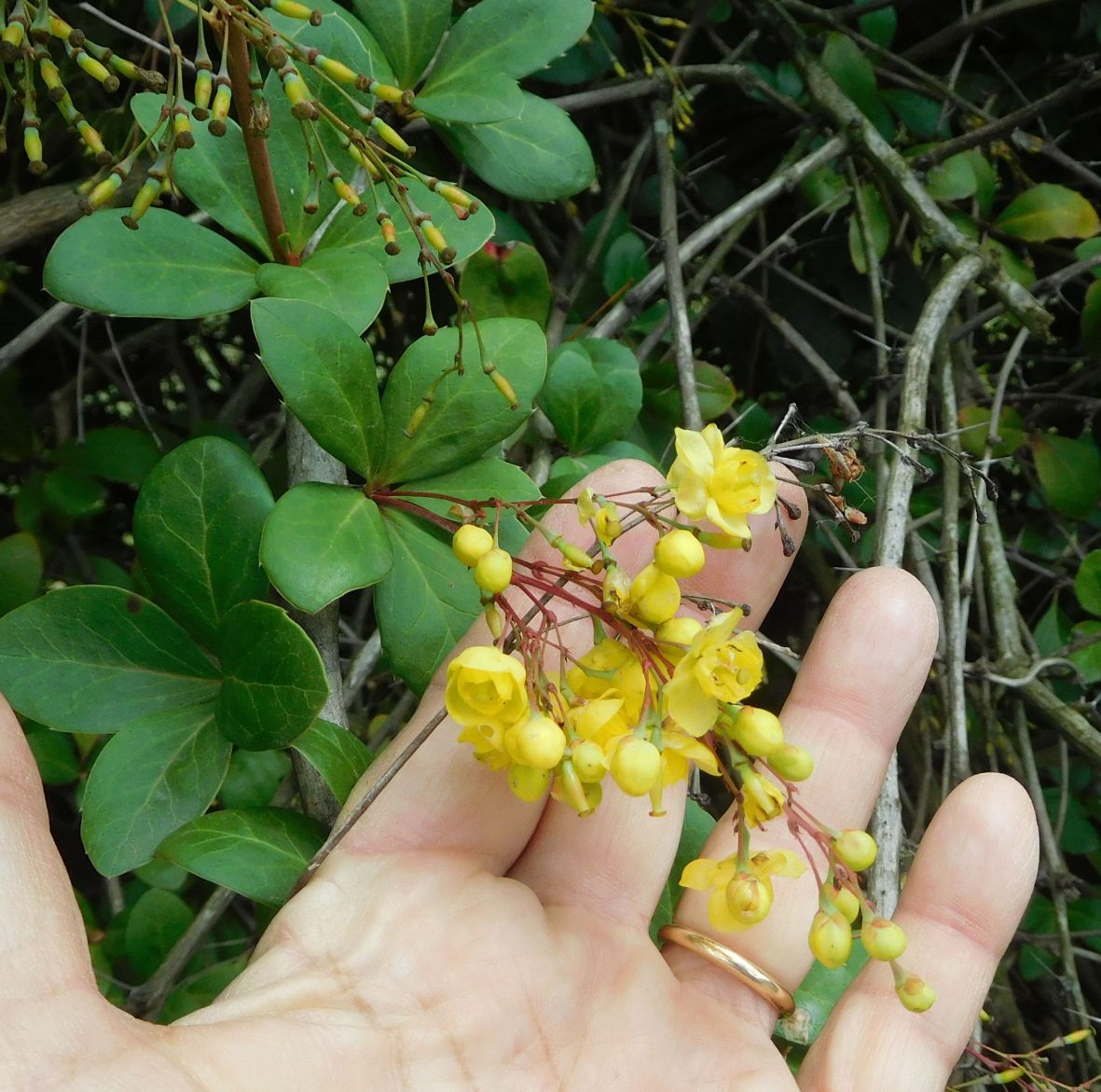 Berberis aristata (Berberidaceae)