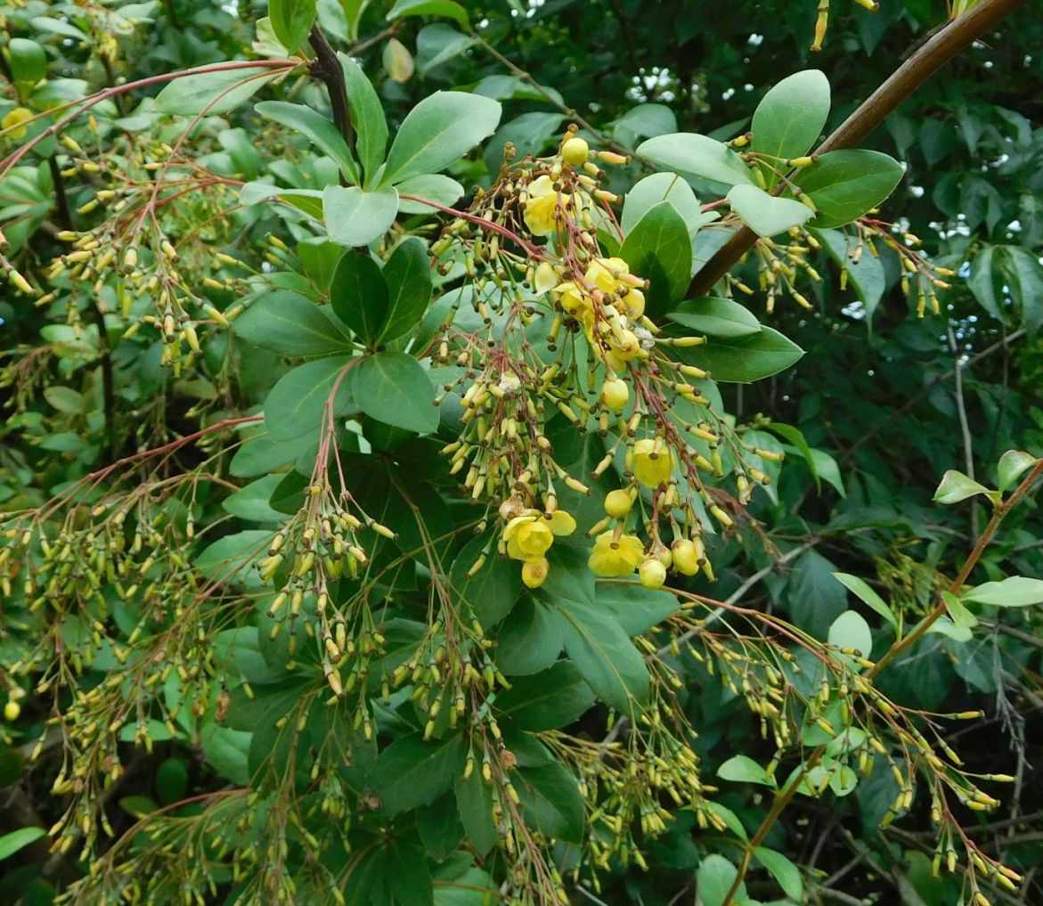 Berberis aristata (Berberidaceae)