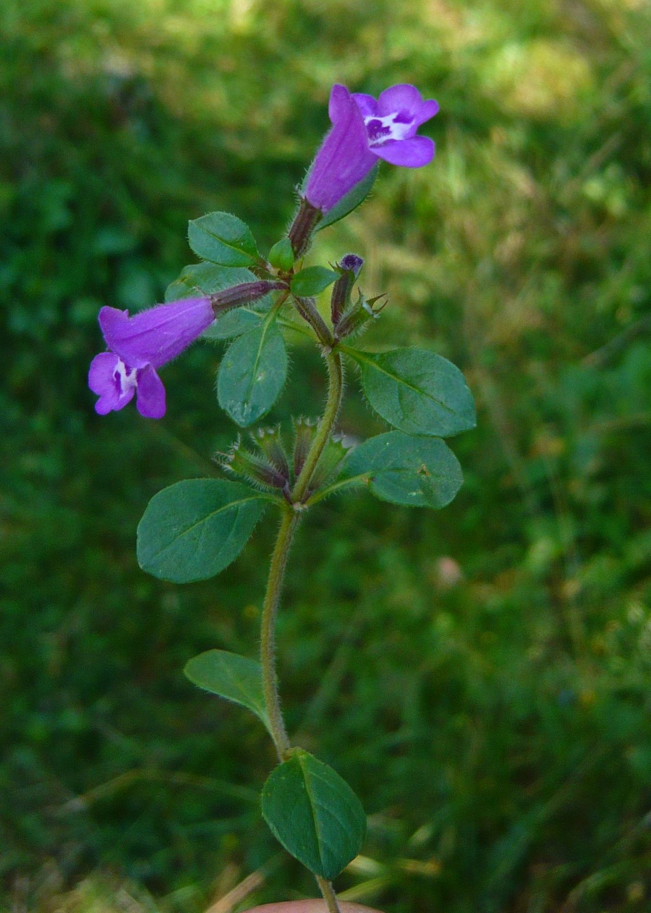 Clinopodium menthifolium (Lamiaceae)