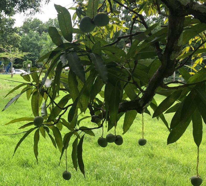 Da Panama: Mango / Mangifera indica  (Anacardiaceae)