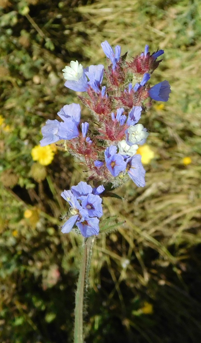 Cipro: Limonium sinuatum (L.) Mill (Plumbaginaceae).