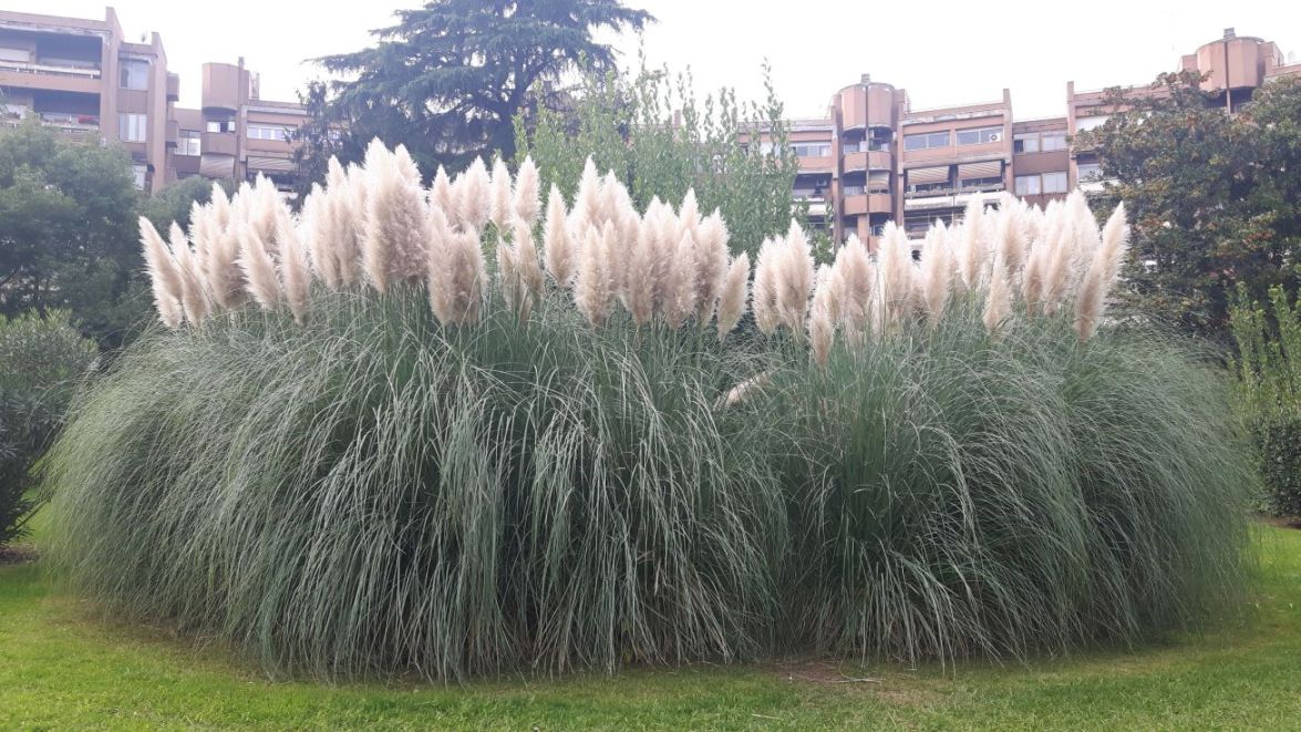 Cortaderia selloana (Poaceae)