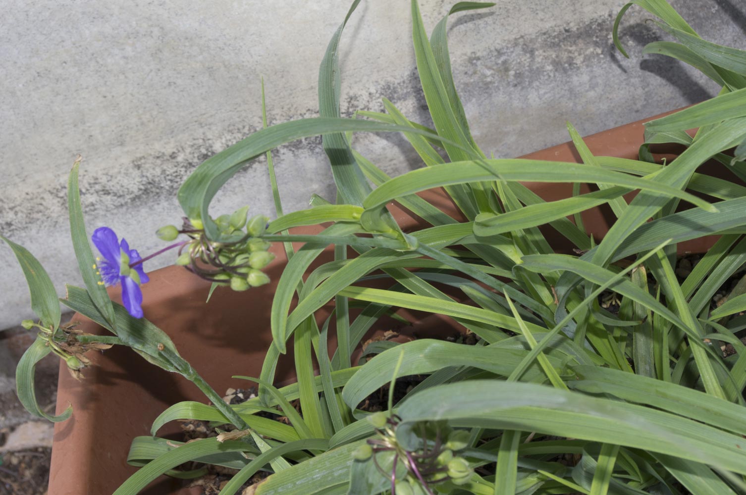 Tradescantia virginiana  (Commelinaceae)