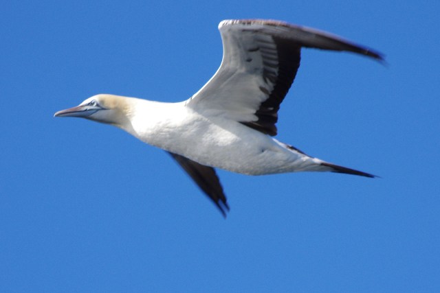 Uccelli sudafricani