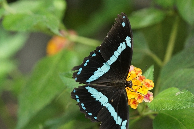 Farfalle tropicali