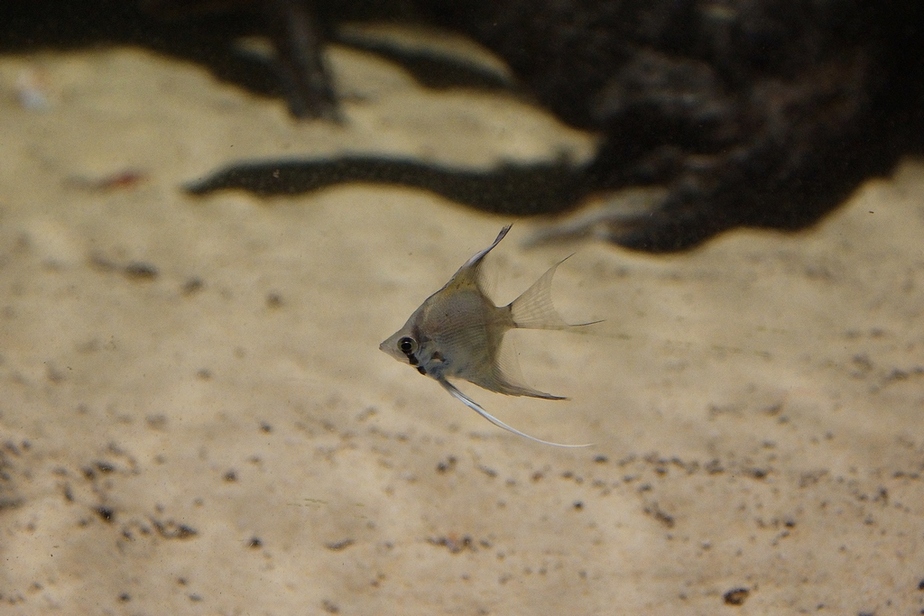 id pesce: Pterophyllum scalare