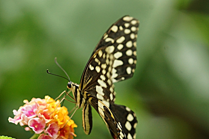 Farfalle tropicali