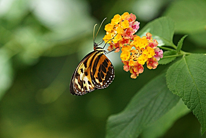 Farfalle tropicali