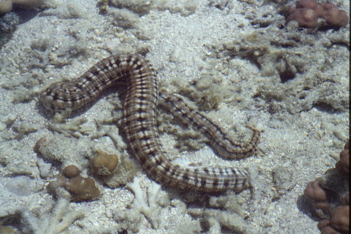 Australia - Holothuroidea Synaptidae: cfr. Synapta maculata