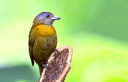 Uccello dal Costa Rica: Ramphocelus passerinii, femmina