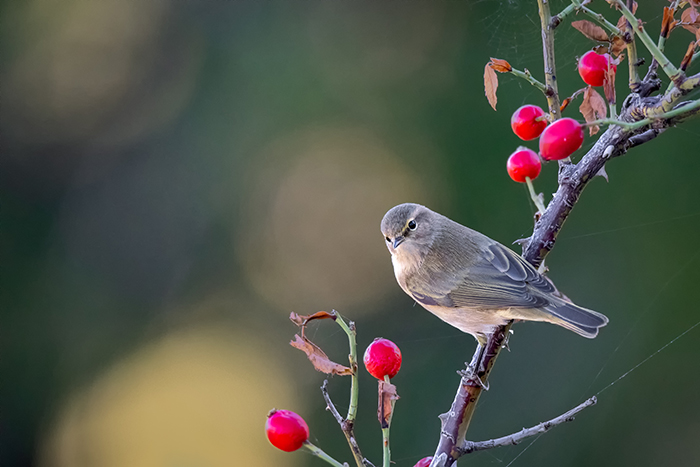 Lu piccolo (Phylloscopus collybita)