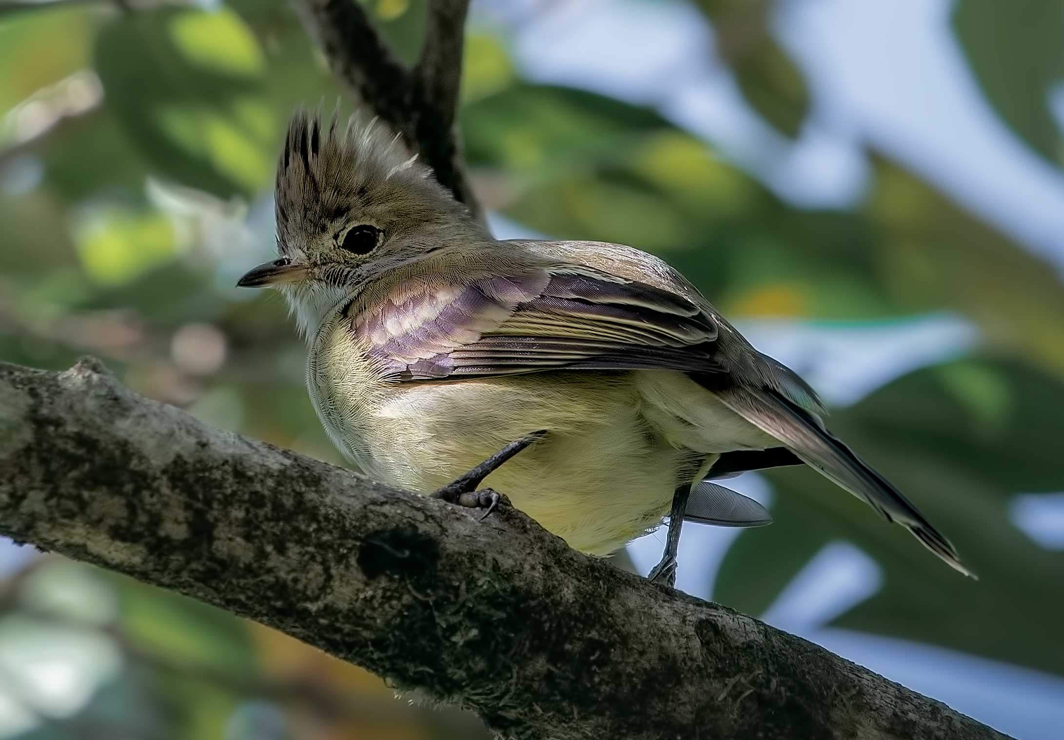 uccello dalla Costa Rica: Elaenia flavogaster