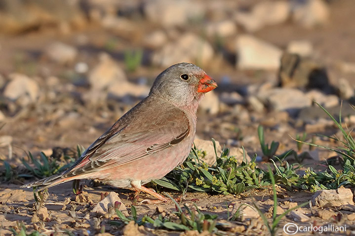 Fuerteventura