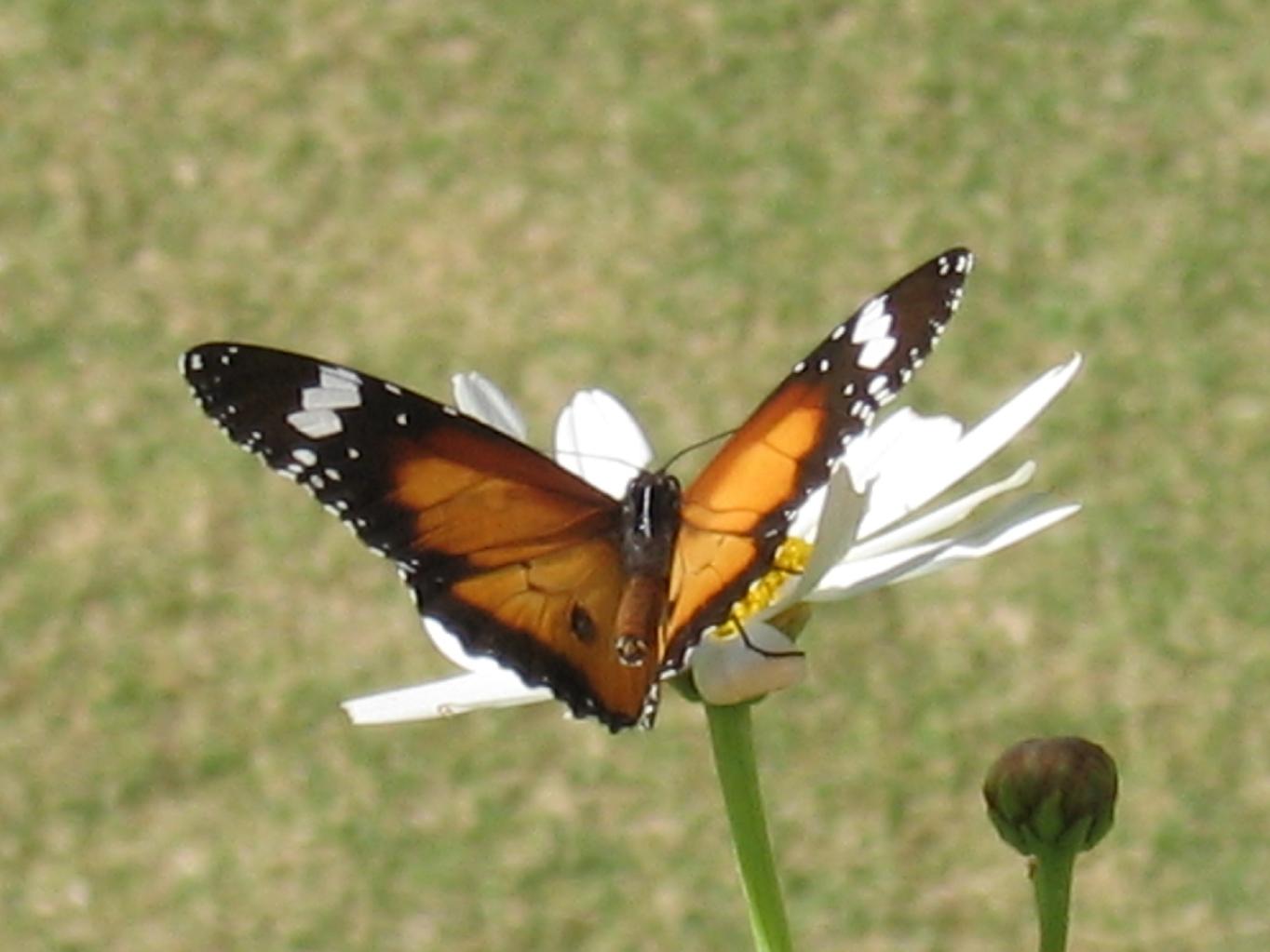 Monarca in Australia